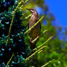 红垂蜜鸟   Red Wattlebird